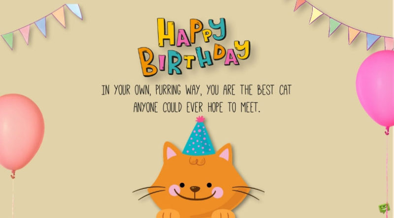 Happy Birthday My Cute Cat3