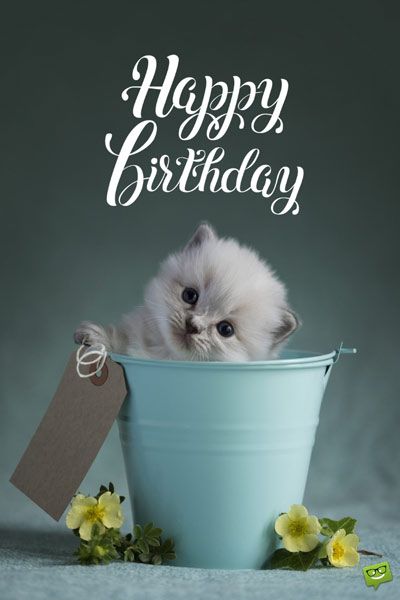 Happy Birthday My Wonderful Cat7