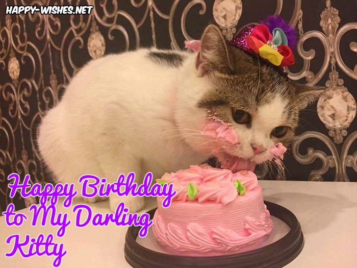 Happy Birthday Images For Cats4