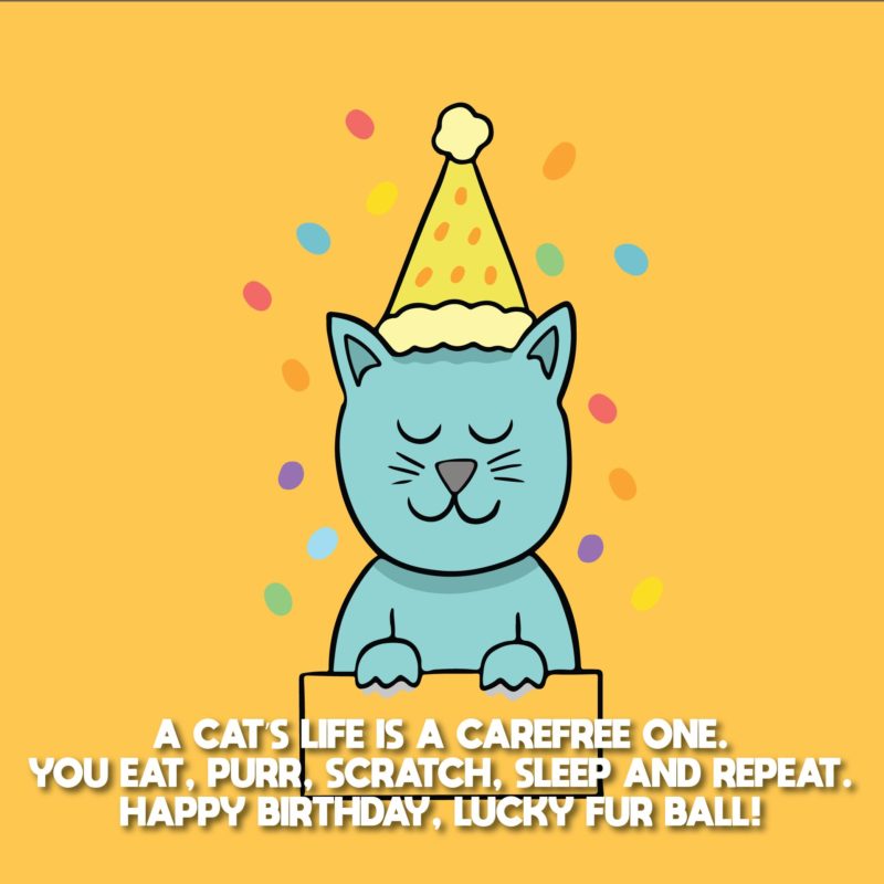Happy Birthday Cat Birthday Wishes For Cats 04